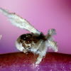 Ricaniid Planthopper (nymph)