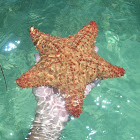 estrella cojín  - red cushion sea star