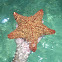 estrella cojín  - red cushion sea star