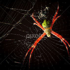1cm spider by Johann Nicholas - Animals Insects & Spiders
