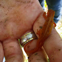 Eastern Newt