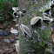 Cloud ear fungus