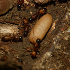 Ants (tending eggs)