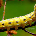 Asteroid Caterpillar (yellow)