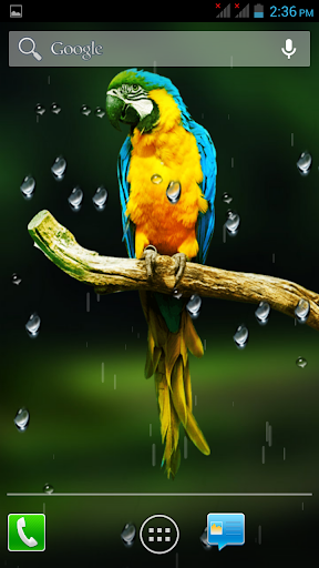 Birds HD Live Wallpaper