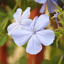 Blue plumbago