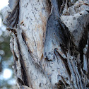 Paper bark tree