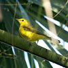 Hooded Warbler (immature)