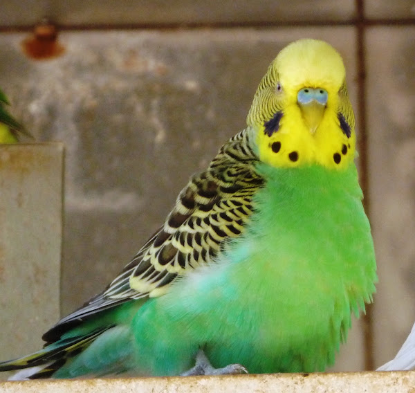 Periquito. Budgerigar | Project Noah