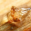 Ant in coniferous resin