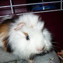 My guinea pig