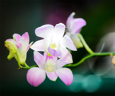 How to mod Orchid Live Wallpaper lastet apk for pc