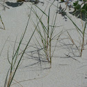 Feno-das-areias