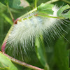 Yellow Woolybear Moth Caterpillar