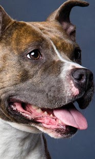 How to download American Staffordshire Terrier lastet apk for laptop