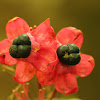 Clerodendrum fruit