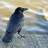 Carrion Crow