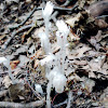 Ghost plant Indian pipe Corpse plant