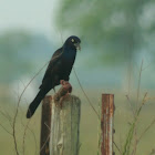 Common Grackle ("Florida grackle")