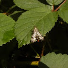 Scorpionfly