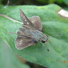 Rice Swift butterfly