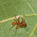 ant mimic spider & dead weaver ant
