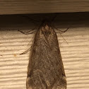 Fall Cankerworm Moth