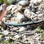 Hispaniolan Blue-tailed Ameiva