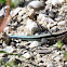 Hispaniolan Blue-tailed Ameiva