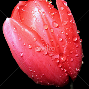Tulip with Water Droplets by June Morris - Flowers Single Flower
