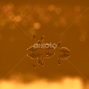 Yellow Light by Jitendrasinh Sodha - Animals Birds