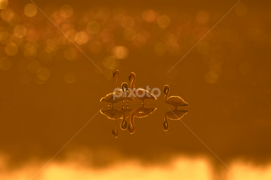 Yellow Light by Jitendrasinh Sodha - Animals Birds