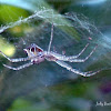 Tent Web Spider