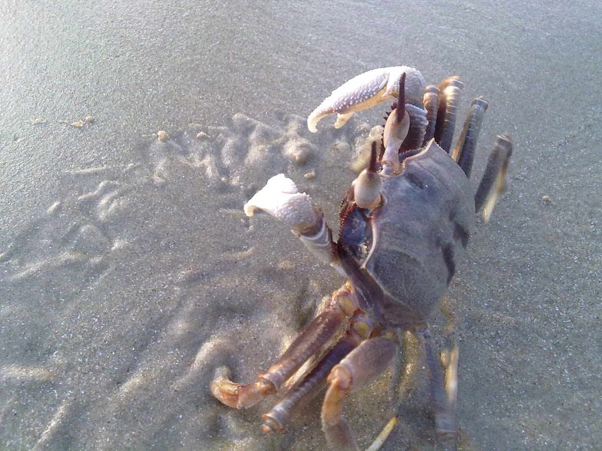 horn eyed ghost crab