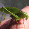 Greater angle wing katydid