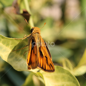 A moth by Joel Ortiz - Novices Only Macro