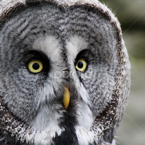 Great Grey Owl by Milan Horejsi - Animals Birds