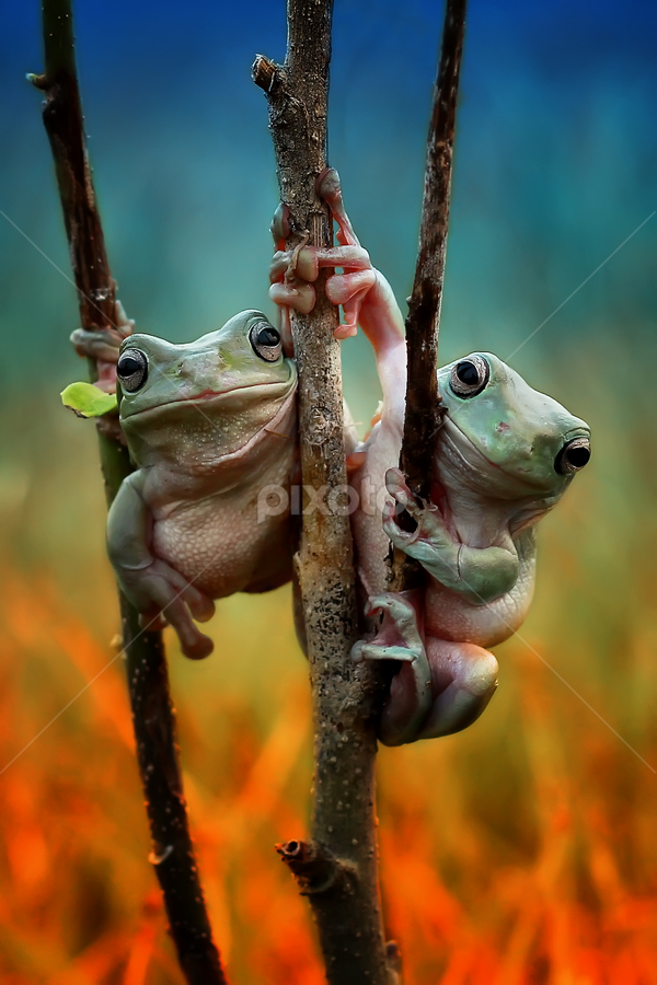 a true friend by Yusri Harisandi - Animals Amphibians