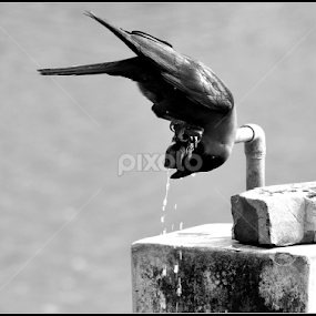 A Thirsty Crow & Me by Tapesh Mukherjee - Black & White Animals