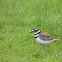 killdeer