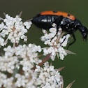 blister beetle