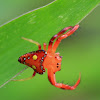 Common Triangular Spider