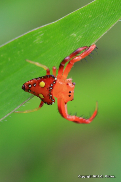 Common Triangular Spider