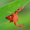 Common Triangular Spider