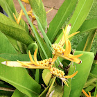 Heliconia Golden Torch (cultivar)