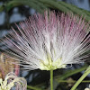 Persian Silk Tree flower