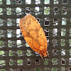 Four-dotted Agonopterix