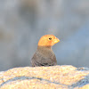 Sinai rosefinch