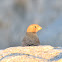 Sinai rosefinch