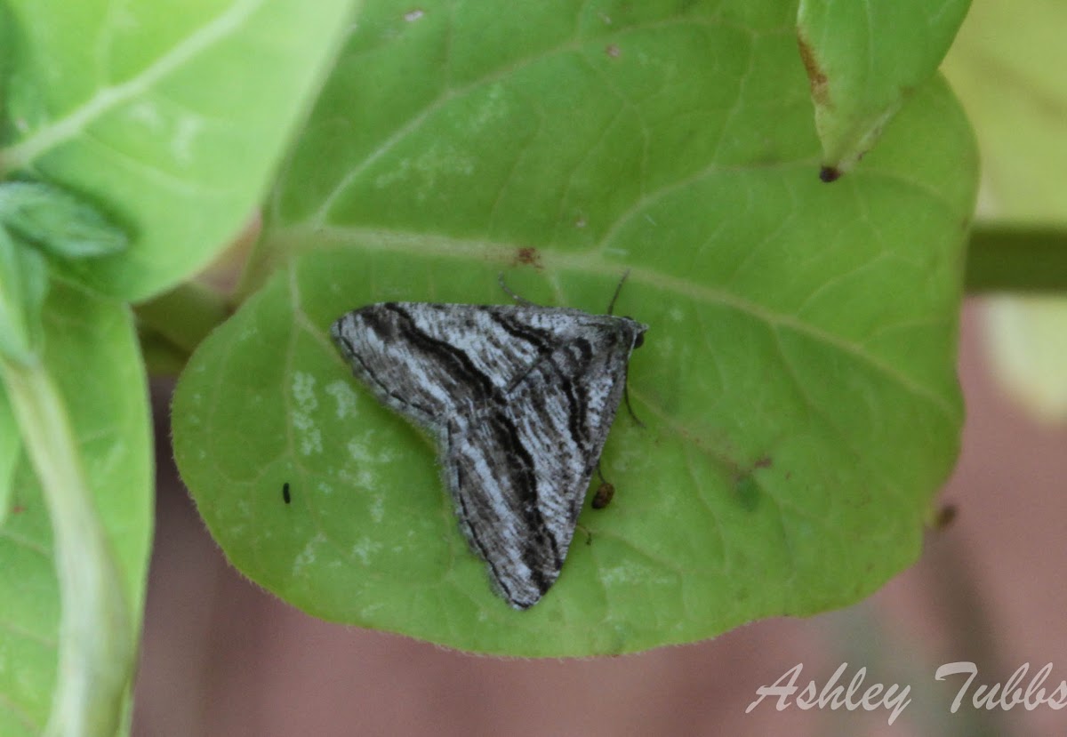 Banded Digrammia